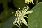 Yellow passionflower